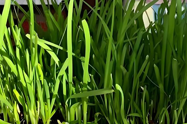 阳台韭菜怎么种植,可播种育苗也可韭根直接栽植