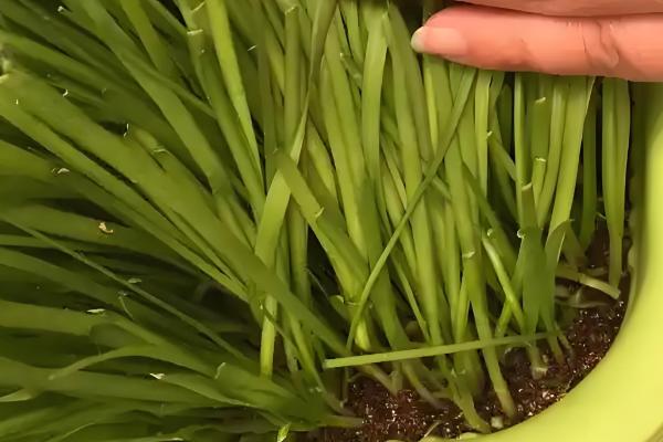 阳台韭菜怎么种植,可播种育苗也可韭根直接栽植