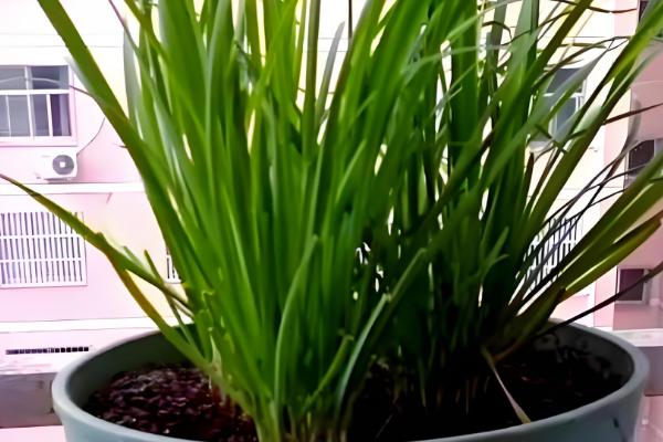 阳台韭菜怎么种植,可播种育苗也可韭根直接栽植