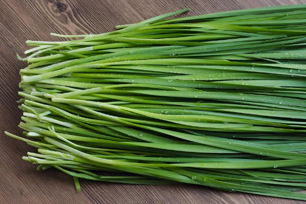 阳台韭菜怎么种植,可播种育苗也可韭根直接栽植