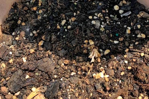 阳台韭菜怎么种植,可播种育苗也可韭根直接栽植