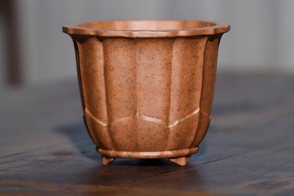 阳台韭菜怎么种植,可播种育苗也可韭根直接栽植