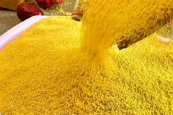 小米是哪种植物，小米即粟米