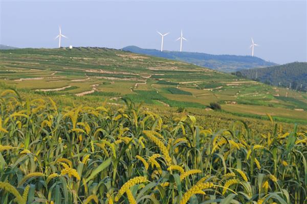 小米是哪种植物，小米即粟米