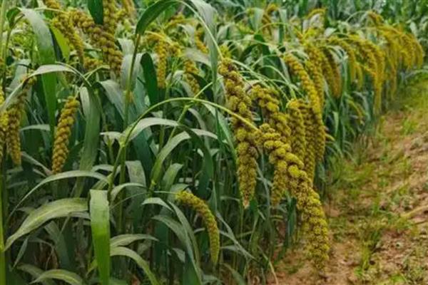 小米是哪种植物，小米即粟米