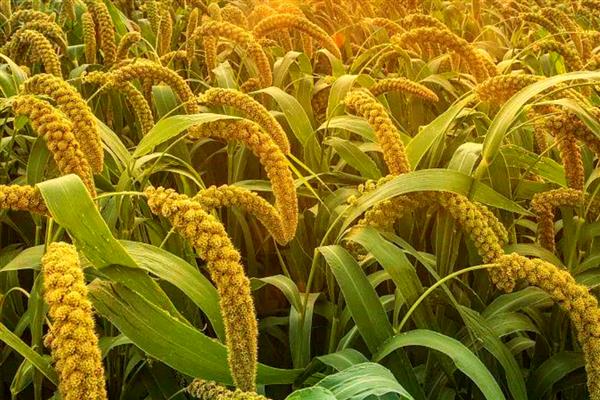 小米是哪种植物，小米即粟米