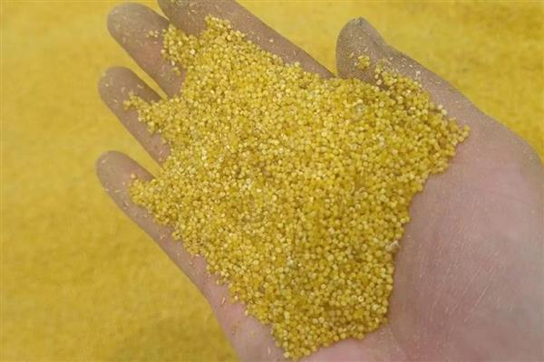 小米是哪种植物，小米即粟米