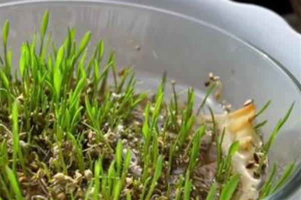 小米是哪种植物，小米即粟米