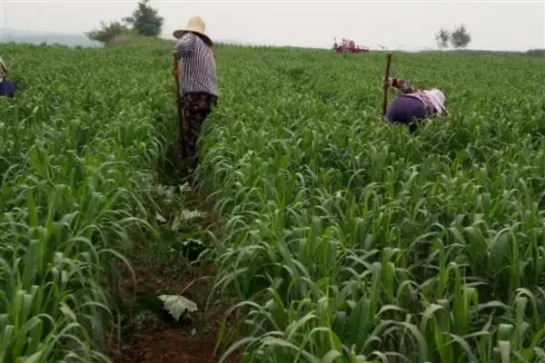 小米是哪种植物，小米即粟米