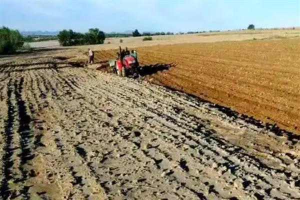 小米是哪种植物，小米即粟米