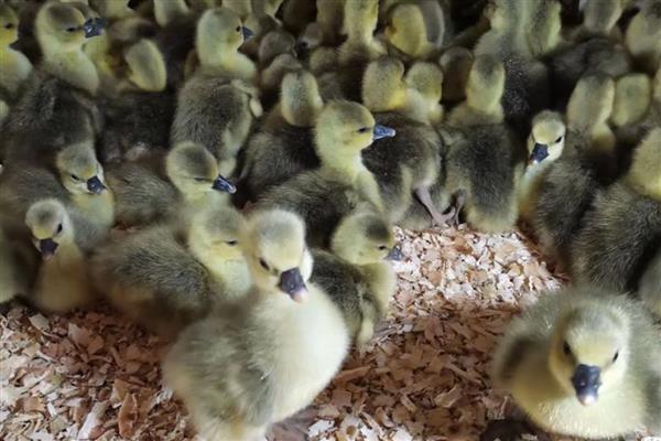 刚买回来的鸭苗该怎么养,开食前要先喂一次水