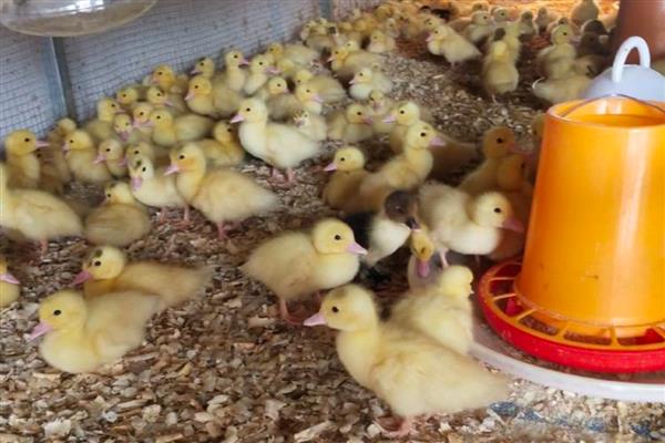 刚买回来的鸭苗该怎么养,开食前要先喂一次水