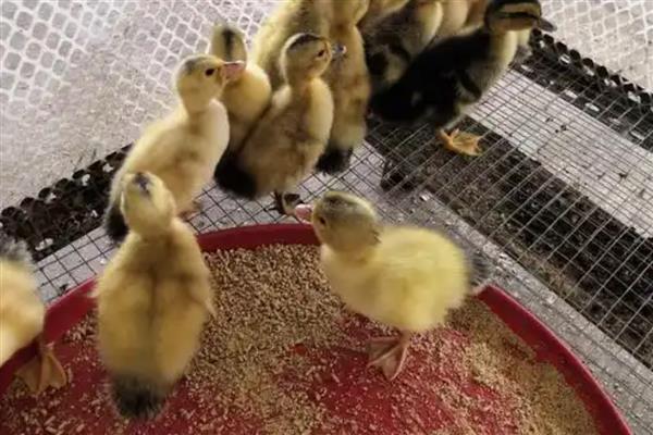 刚买回来的鸭苗该怎么养,开食前要先喂一次水