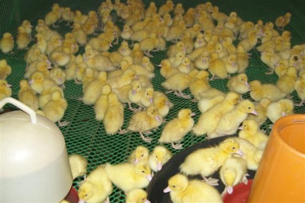 刚买回来的鸭苗该怎么养,开食前要先喂一次水