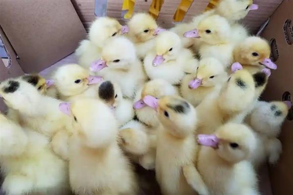 刚买回来的鸭苗该怎么养,开食前要先喂一次水
