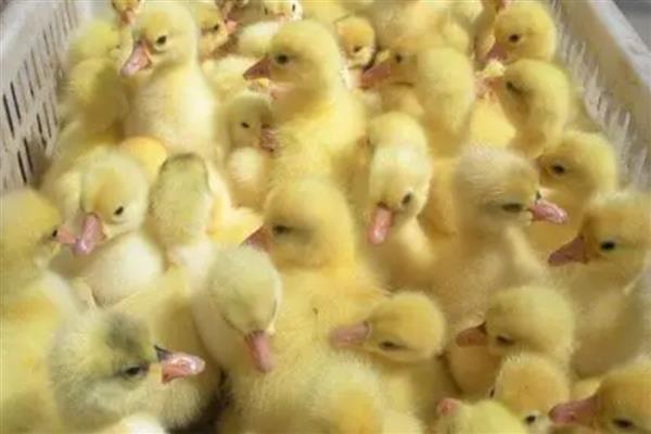 刚买回来的鸭苗该怎么养,开食前要先喂一次水