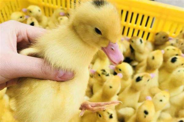 刚买回来的鸭苗该怎么养,开食前要先喂一次水