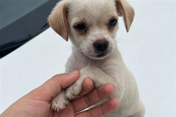 狗狗表示开心的动作，会放松身体、眼睛、嘴巴等