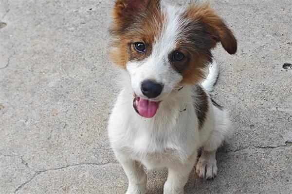 狗狗表示开心的动作，会放松身体、眼睛、嘴巴等