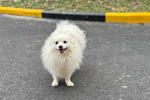 狗狗表示开心的动作，会放松身体、眼睛、嘴巴等