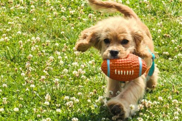 狗狗表示开心的动作，会放松身体、眼睛、嘴巴等