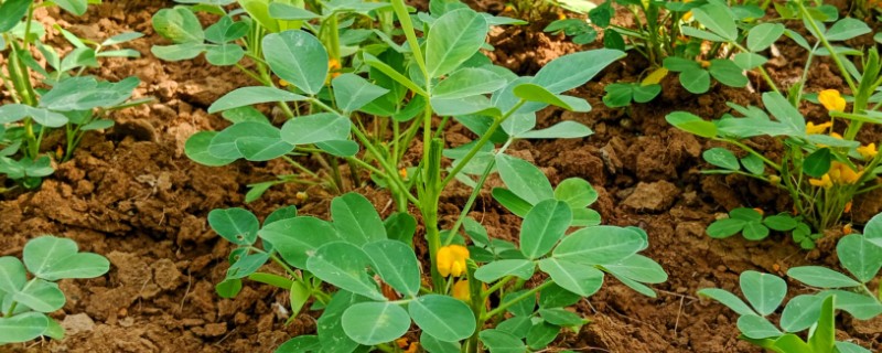种植花生的高产技术,盛花期后将苗株的主茎摘除