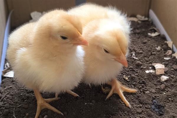 街上买的小鸡一般是几天的，通常都是刚出壳2-5天左右