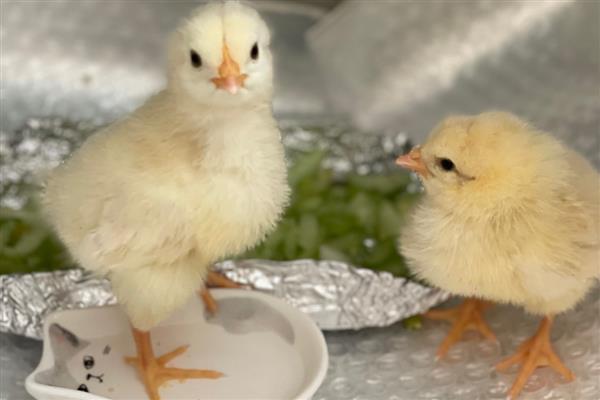 街上买的小鸡一般是几天的，通常都是刚出壳2-5天左右