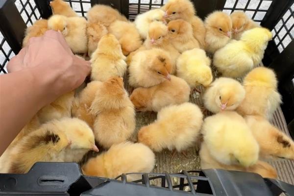街上买的小鸡一般是几天的，通常都是刚出壳2-5天左右