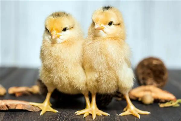 街上买的小鸡一般是几天的，通常都是刚出壳2-5天左右