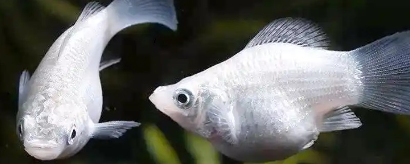 玛丽鱼可以和金鱼混养吗，玛丽鱼可以和金鱼一起养