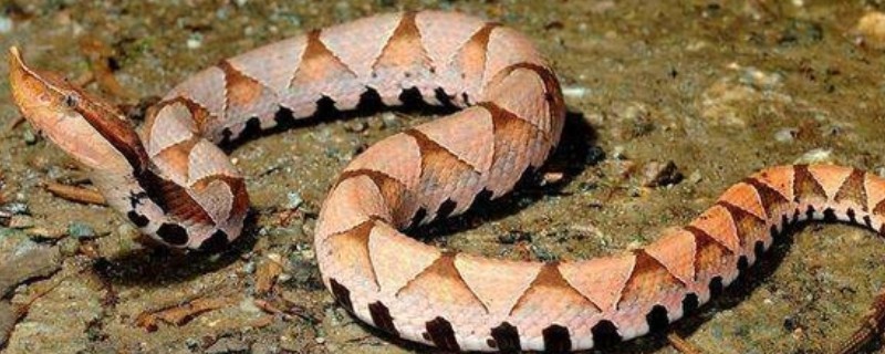 五步蛇的名称由来,有以下3种解释