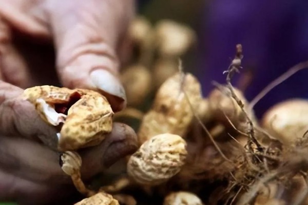 花生空壳的原因,可能是缺钙所致