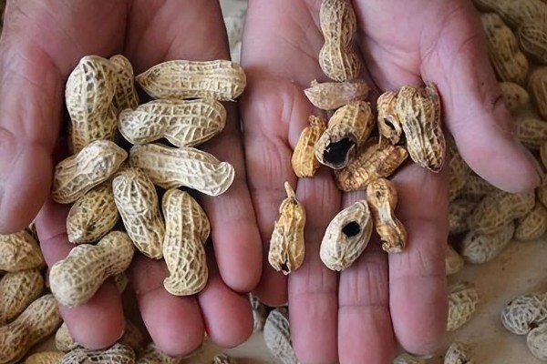 花生空壳的原因,可能是缺钙所致