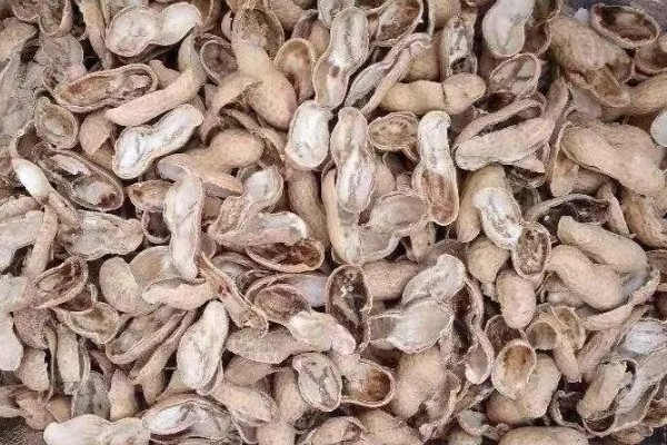 花生空壳的原因,可能是缺钙所致