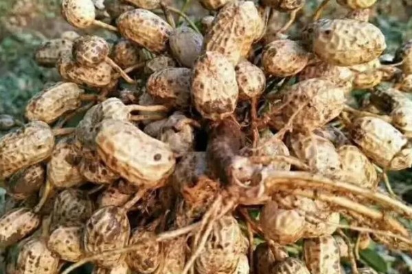 花生空壳的原因,可能是缺钙所致