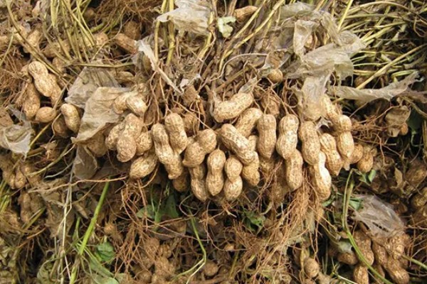 花生空壳的原因,可能是缺钙所致