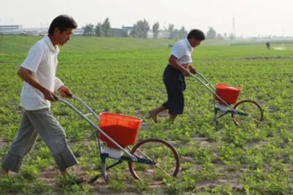 花生空壳的原因,可能是缺钙所致