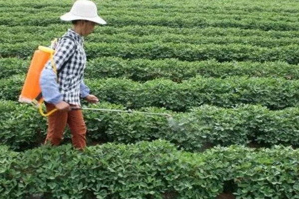 花生空壳的原因,可能是缺钙所致