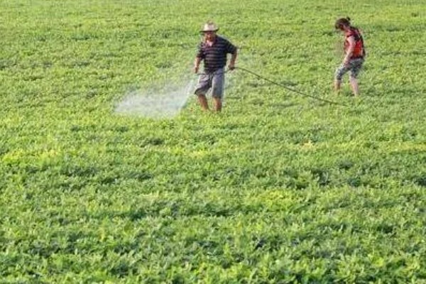 花生空壳的原因,可能是缺钙所致