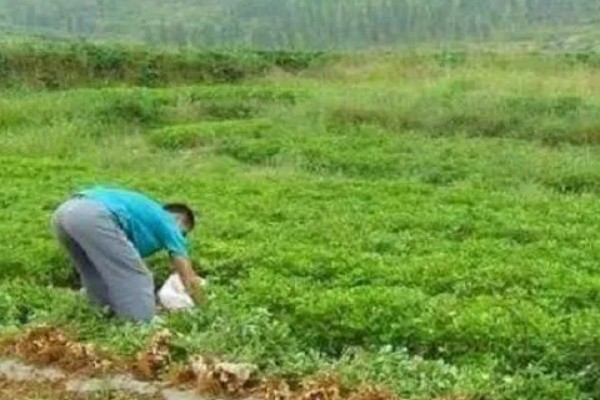 花生空壳的原因,可能是缺钙所致