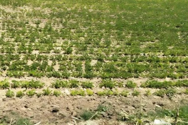 花生空壳的原因,可能是缺钙所致