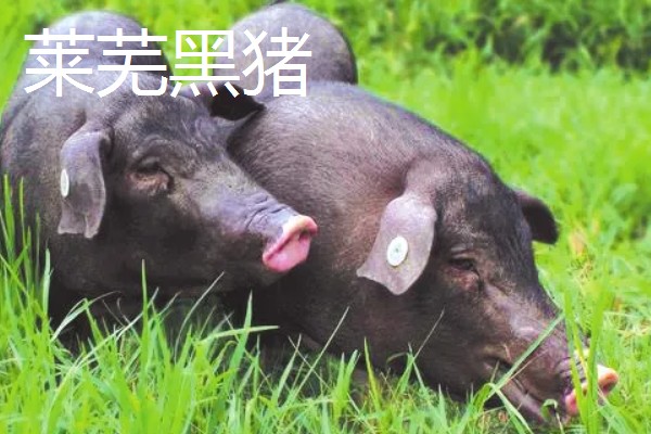 黑猪的品种介绍，常见的有莱芜黑猪、东北民猪等