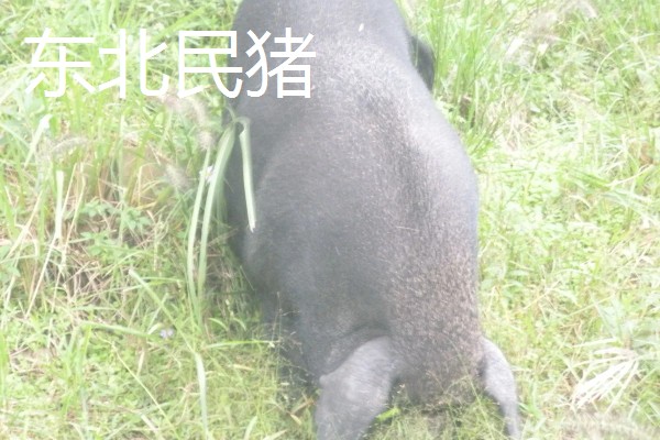 黑猪的品种介绍，常见的有莱芜黑猪、东北民猪等