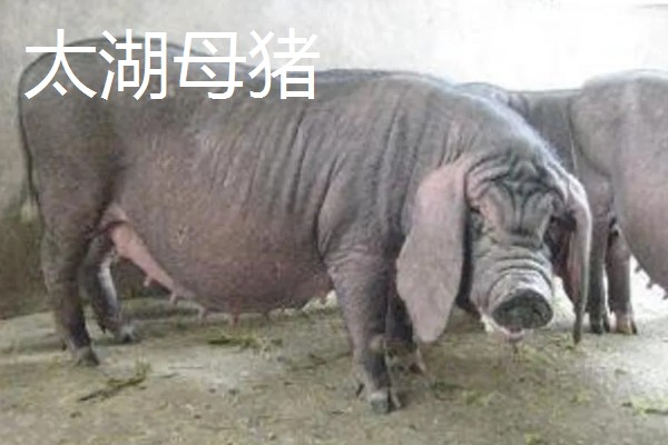 黑猪的品种介绍，常见的有莱芜黑猪、东北民猪等