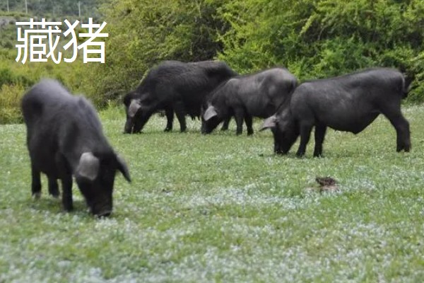 黑猪的品种介绍，常见的有莱芜黑猪、东北民猪等
