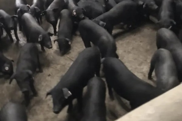 黑猪的品种介绍，常见的有莱芜黑猪、东北民猪等