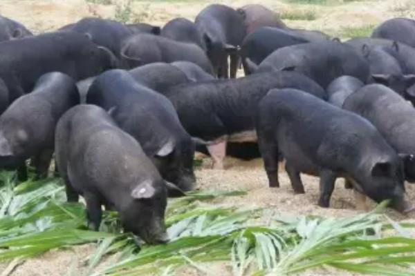 黑猪的品种介绍，常见的有莱芜黑猪、东北民猪等