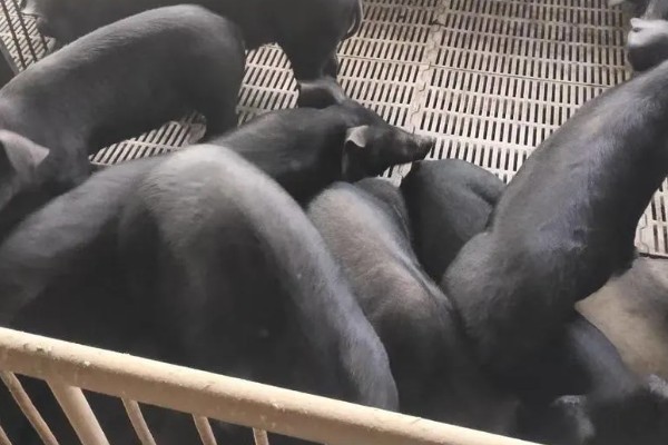 黑猪的品种介绍，常见的有莱芜黑猪、东北民猪等