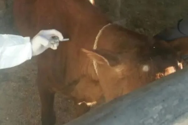 牛皮下针注射方法,用食指和拇指捏起牛的皮肤再注射